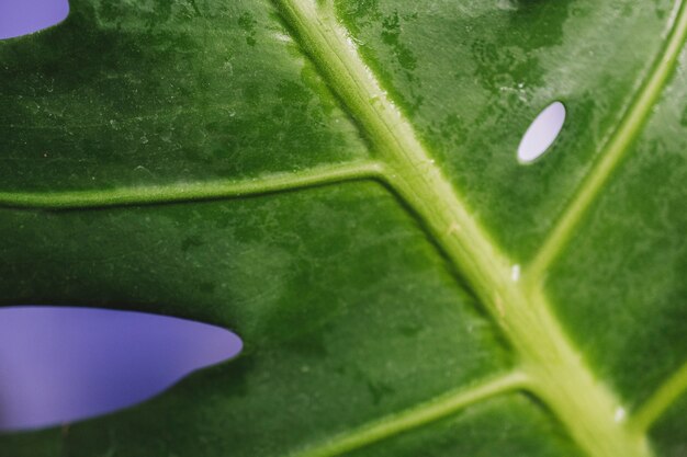 Primo piano di foglia verde