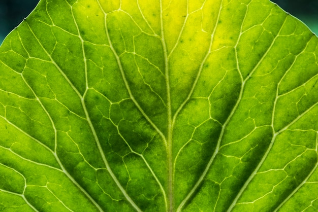 Primo piano di foglia verde