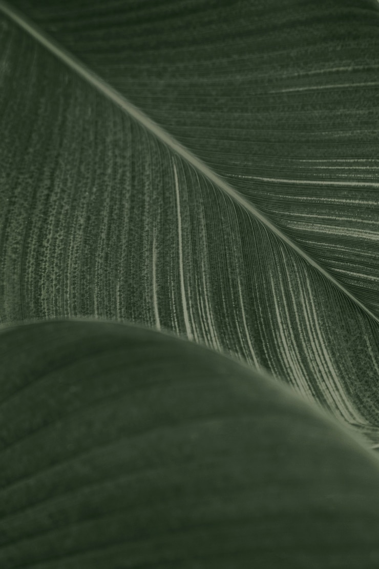 Foto gratuito primo piano di foglie di fiori di sigaro verde