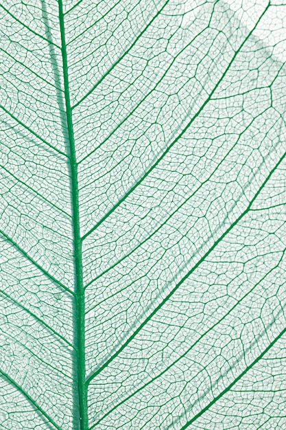 Primo piano di foglie di piante colorate