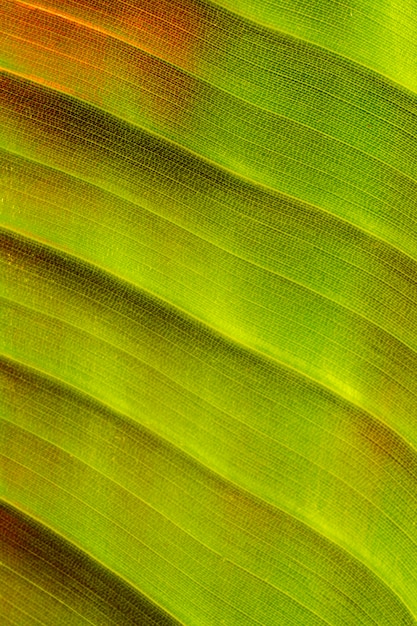 Primo piano di foglie di piante colorate