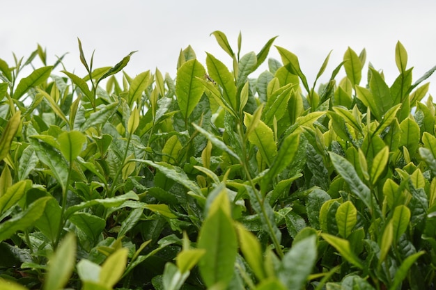 Primo piano di foglie di piante di tè verde su uno sfondo sfocato