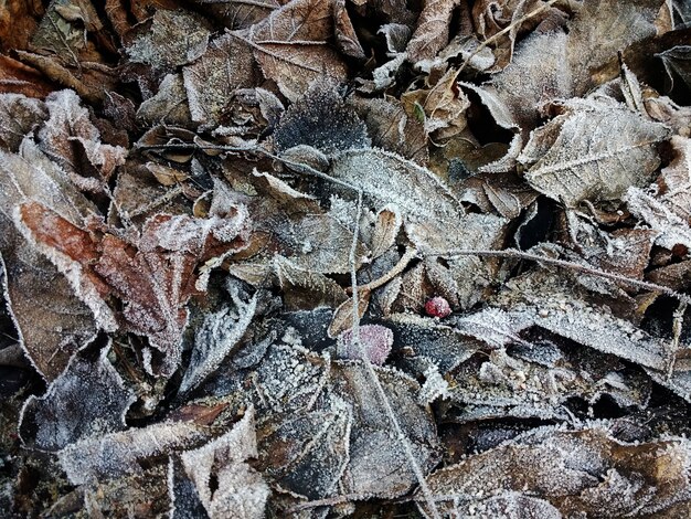 Primo piano di foglie secche congelate sul terreno durante l'inverno