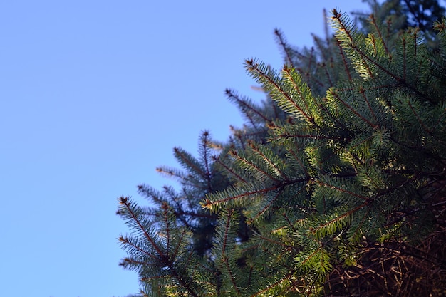 Primo piano di foglie sempreverdi sotto la luce del sole e un cielo blu con uno sfondo sfocato