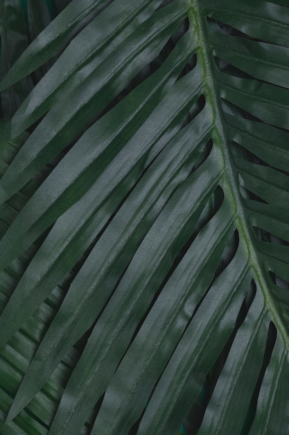 Primo piano di foglie tropicali