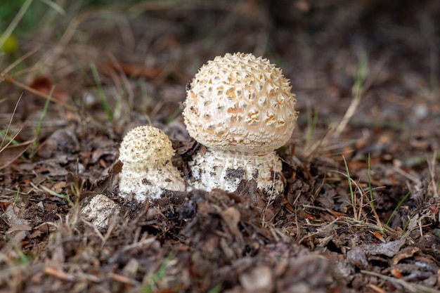 Primo piano di funghi Agaricus circondato da rami ed erba con uno sfocato