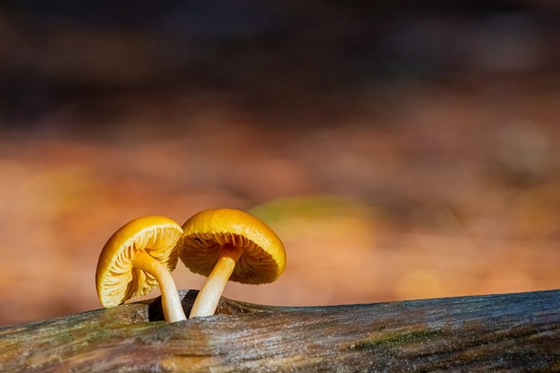 Primo piano di funghi in una piantagione di foreste di pini nella foresta di Tokai, Cape Town, Sud Africa