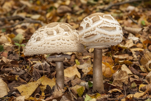 Primo piano di funghi nella foresta circondata da foglie secche autunnali