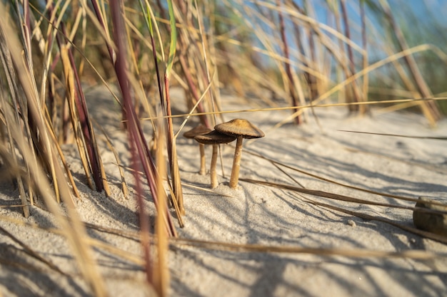 Primo piano di funghi nella sabbia circondato da erba sotto la luce solare