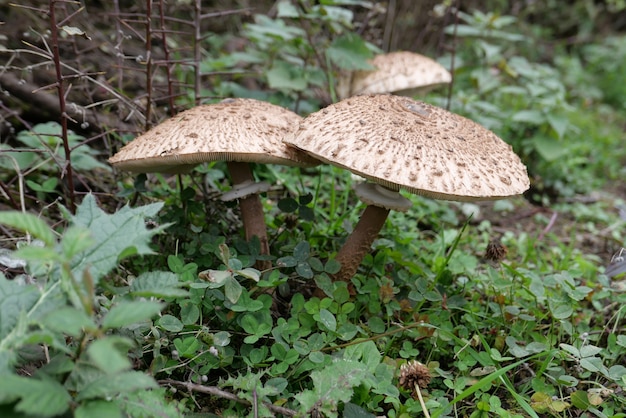 Primo piano di funghi ombrello