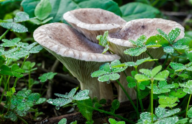 Primo piano di funghi selvatici circondati da trifogli in un campo a Malta