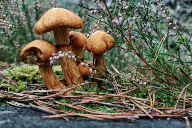 Primo piano di funghi selvatici in una foresta ricoperta di rami e fiori