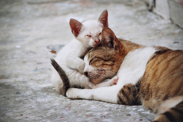 Primo piano di gatti