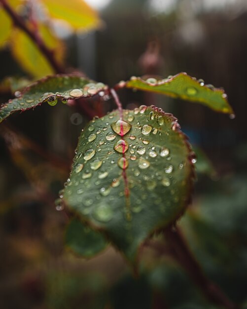 Primo piano di gocce d'acqua sulle foglie di una pianta