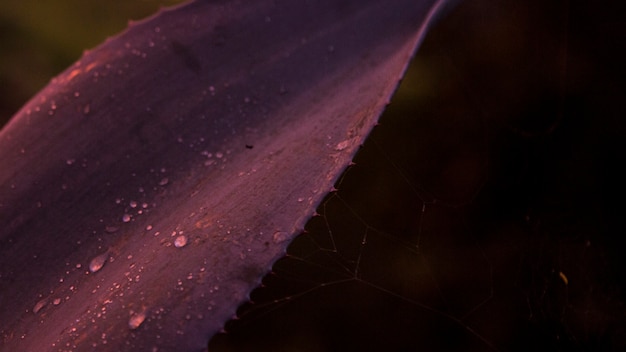 Primo piano di goccia d'acqua sulla pianta del cactus