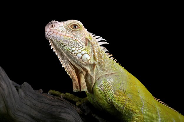 primo piano di iguana albina su legno iguana albino primo piano iguana albino