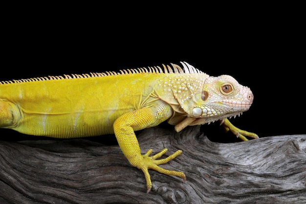 primo piano di iguana albina su legno iguana albino primo piano iguana albino