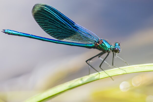 Primo piano di insetti colorati sulla pianta