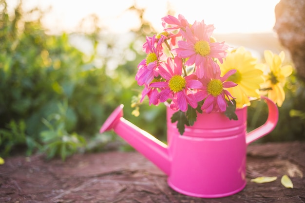 Primo piano di irrigazione rosa può con bei fiori