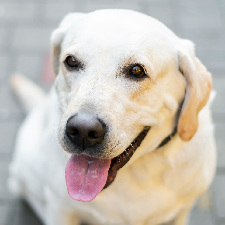 Foto gratuito primo piano di labrador carino con la lingua fuori