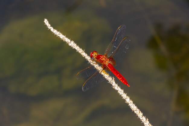 Primo piano di libellula rossa sulla pianta