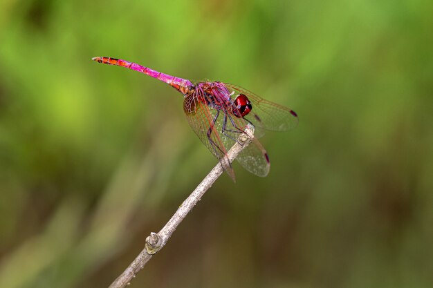 Primo piano di libellula rossa sulla pianta