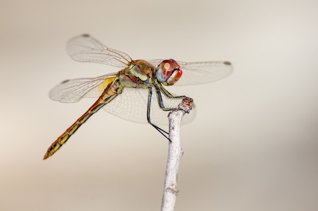 Primo piano di libellula sulla pianta