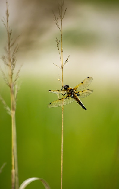 Primo piano di libellula sulla pianta