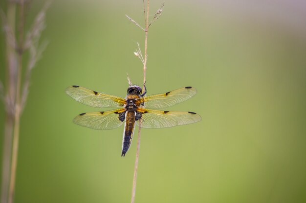 Primo piano di libellula sulla pianta