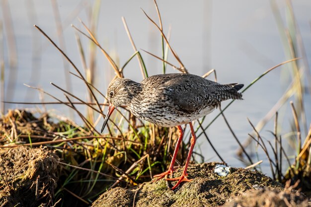 Primo piano di messa a fuoco poco profonda di un piccolo uccello Pittima vicino a un lago