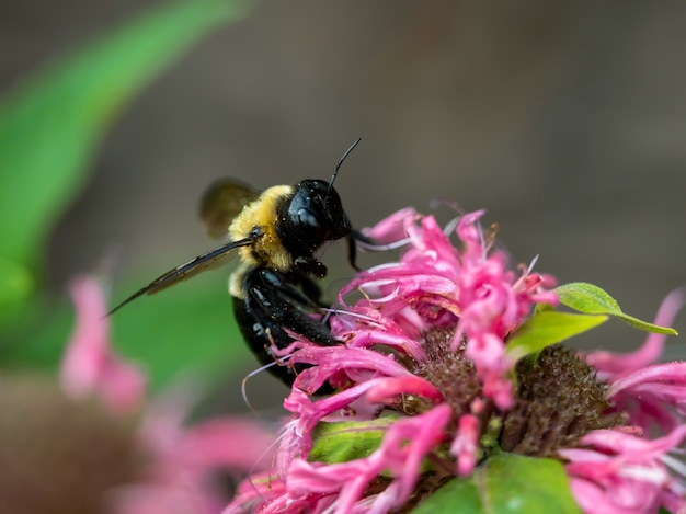 Primo piano di messa a fuoco selettiva di un'ape che raccoglie nettare da un fiore