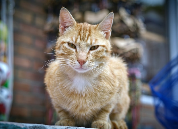 Primo piano di messa a fuoco selettiva di un gatto soriano seduto all'aperto