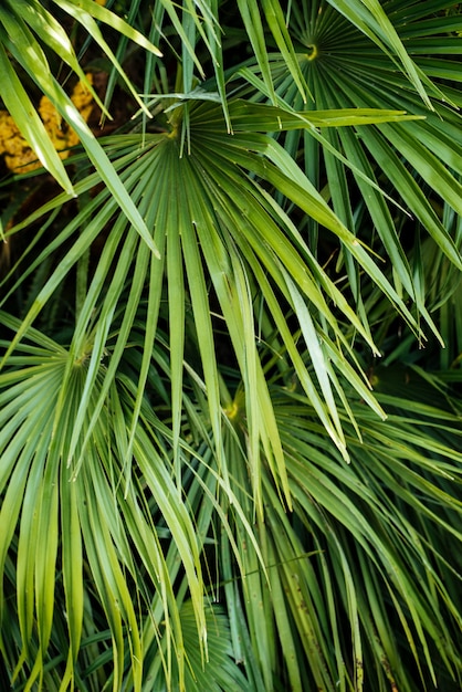 Primo piano di palme tropicali