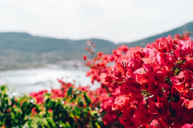 Primo piano di piante da fiore con sfondo sfocato