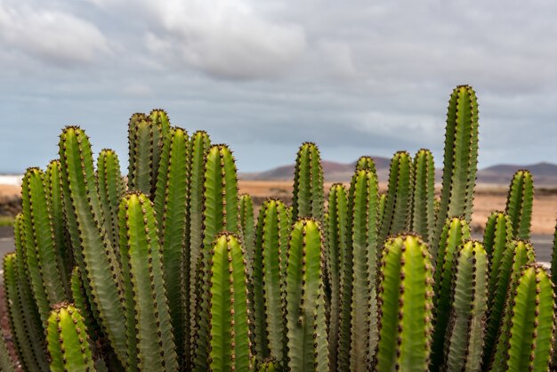 Primo piano di piante di cactus nel giardino del Museo del Queso Majorero ad Antigua, Spagna