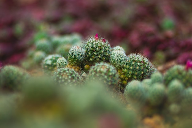 Primo piano di piante di cactus