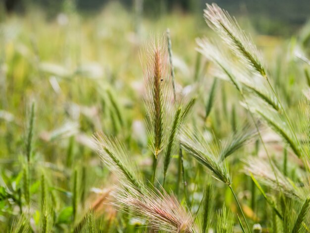 Primo piano di piante di orzo in un campo con uno sfondo sfocato