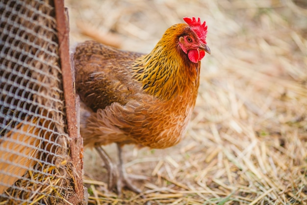 Primo piano di pollo in ruspante