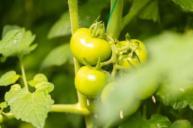 Primo piano di pomodori verdi freschi