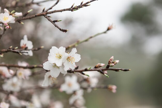 Primo piano di ramoscelli e fiori di mandorlo con sfondo sfocato