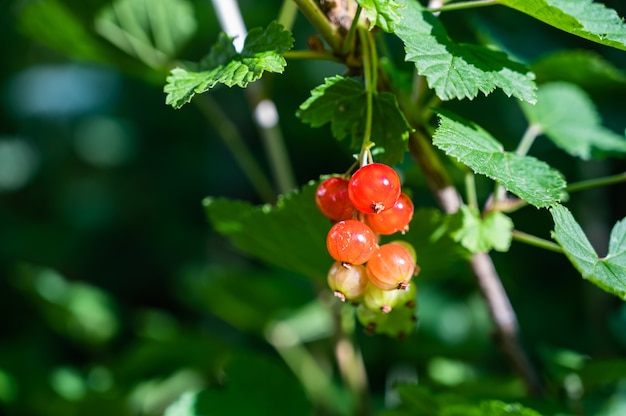 Primo piano di ribes rosso su un ramo di albero in un campo sotto la luce del sole