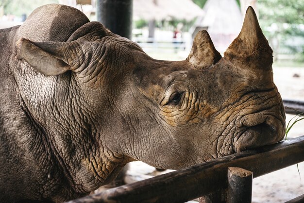 Primo piano di rinoceronte allo zoo