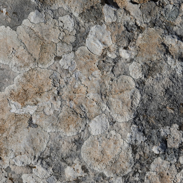 Primo piano di roccia con lichene