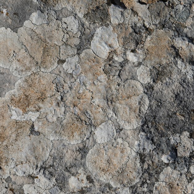 Primo piano di roccia con lichene