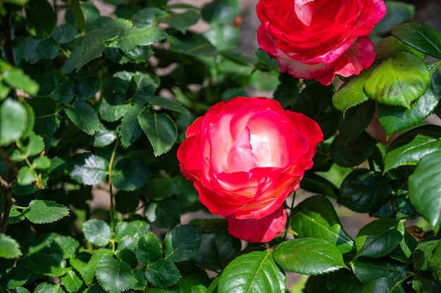 Primo piano di rose rosse da giardino circondato dal verde in un campo sotto la luce del sole durante il giorno