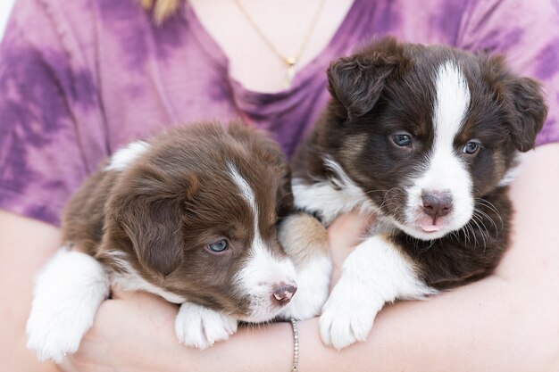 Primo piano di simpatici cuccioli di border collie lanuginosi