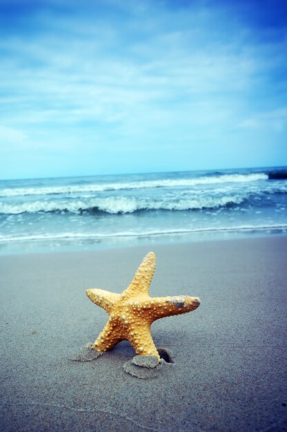 Primo piano di stelle marine con sfondo del mare