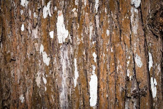 Primo piano di struttura del tronco di albero