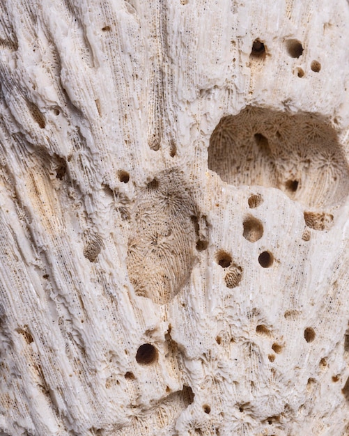 Primo piano di struttura di legno con fori