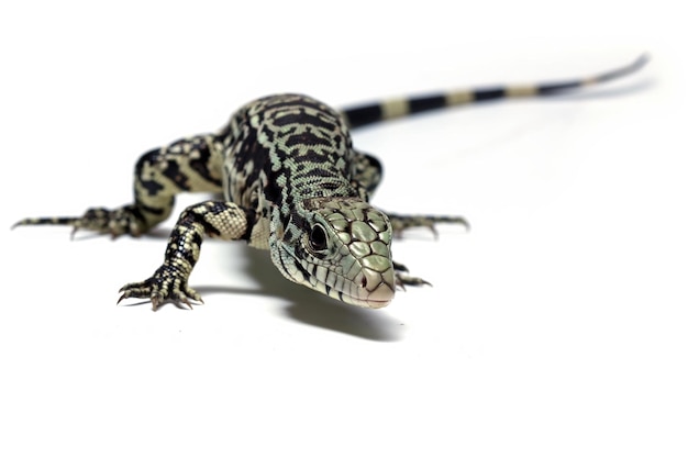 Primo piano di tegu argentino in bianco e nero su sfondo bianco Primo piano di Salvator merianae